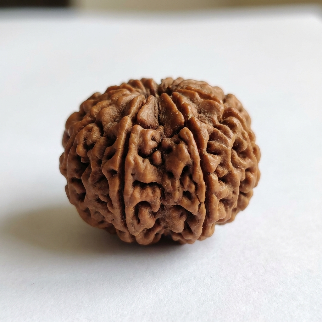 12 Mukhi Rudraksh