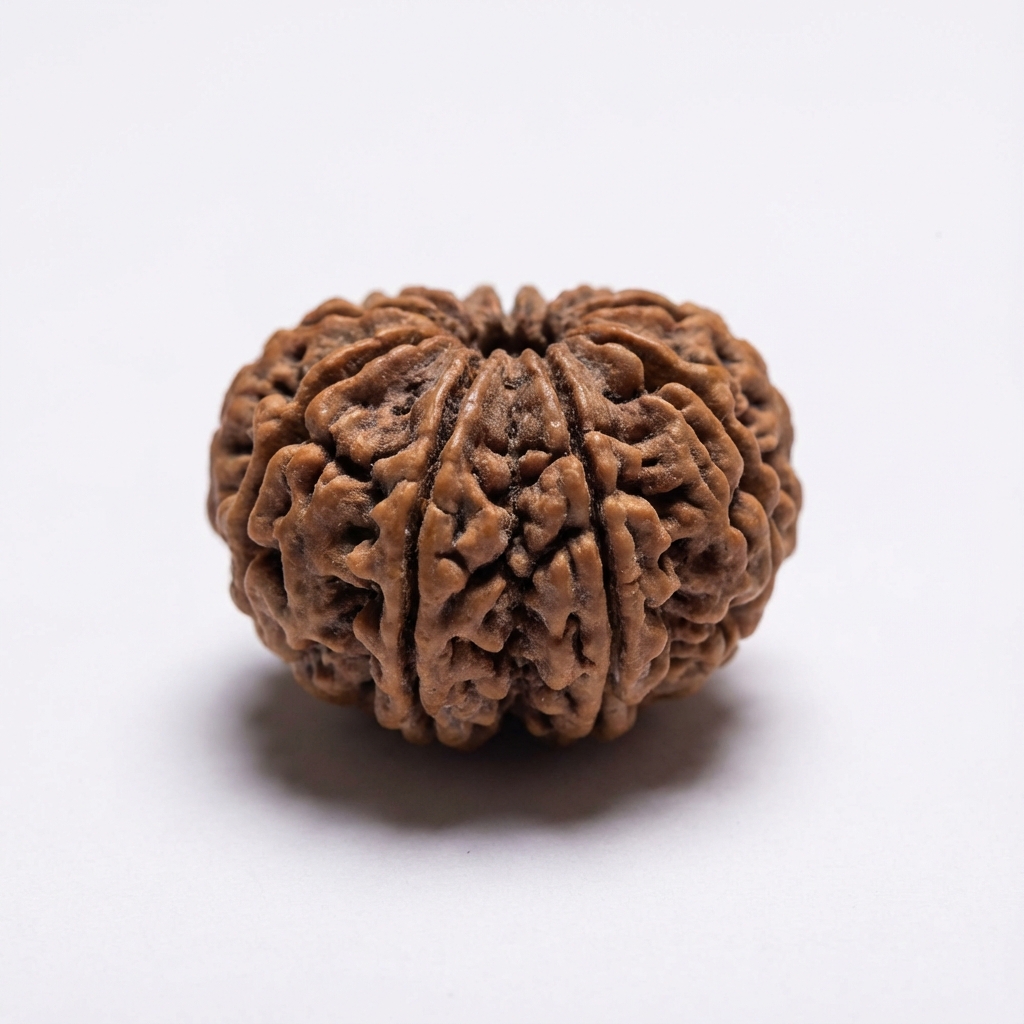 14 Mukhi Rudraksh