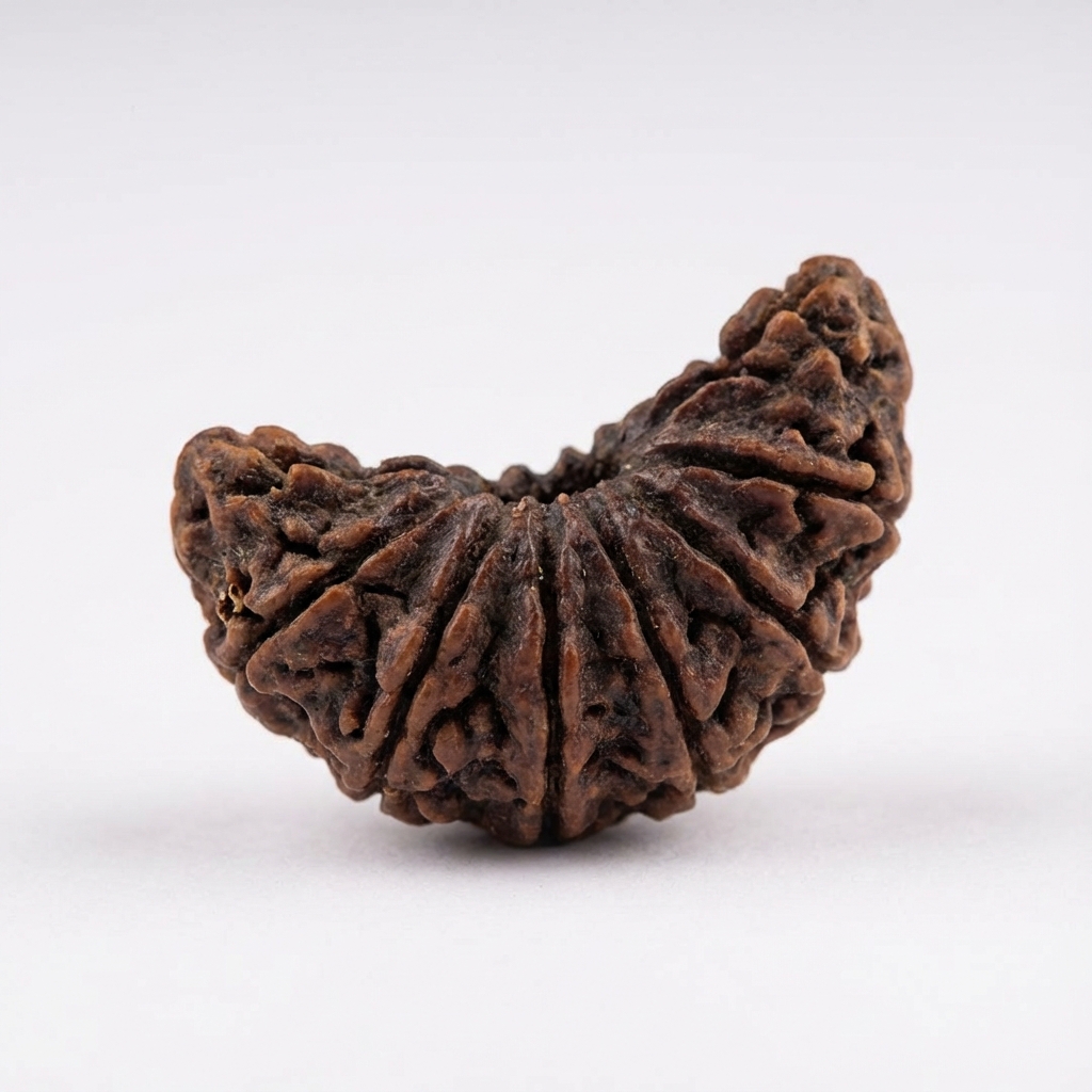 1 Mukhi Rudraksh