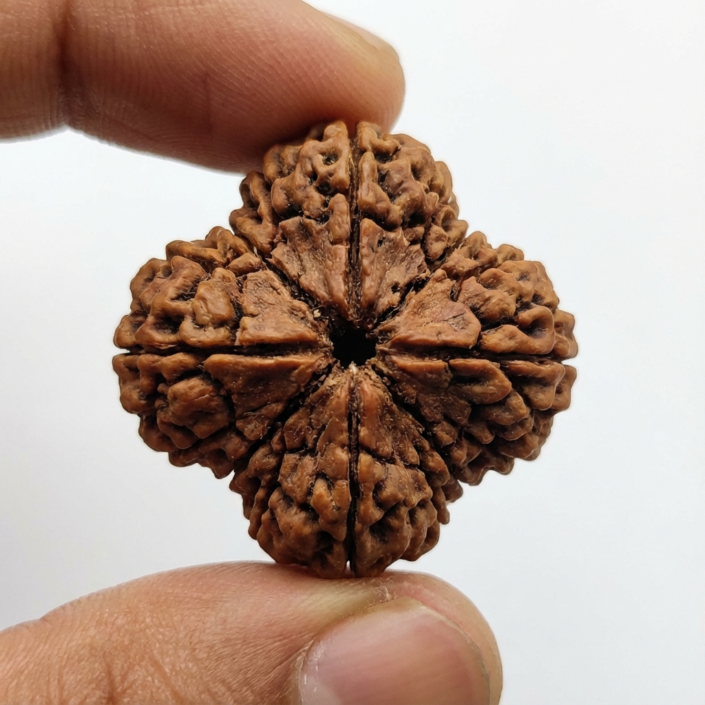 4 Mukhi Rudraksh