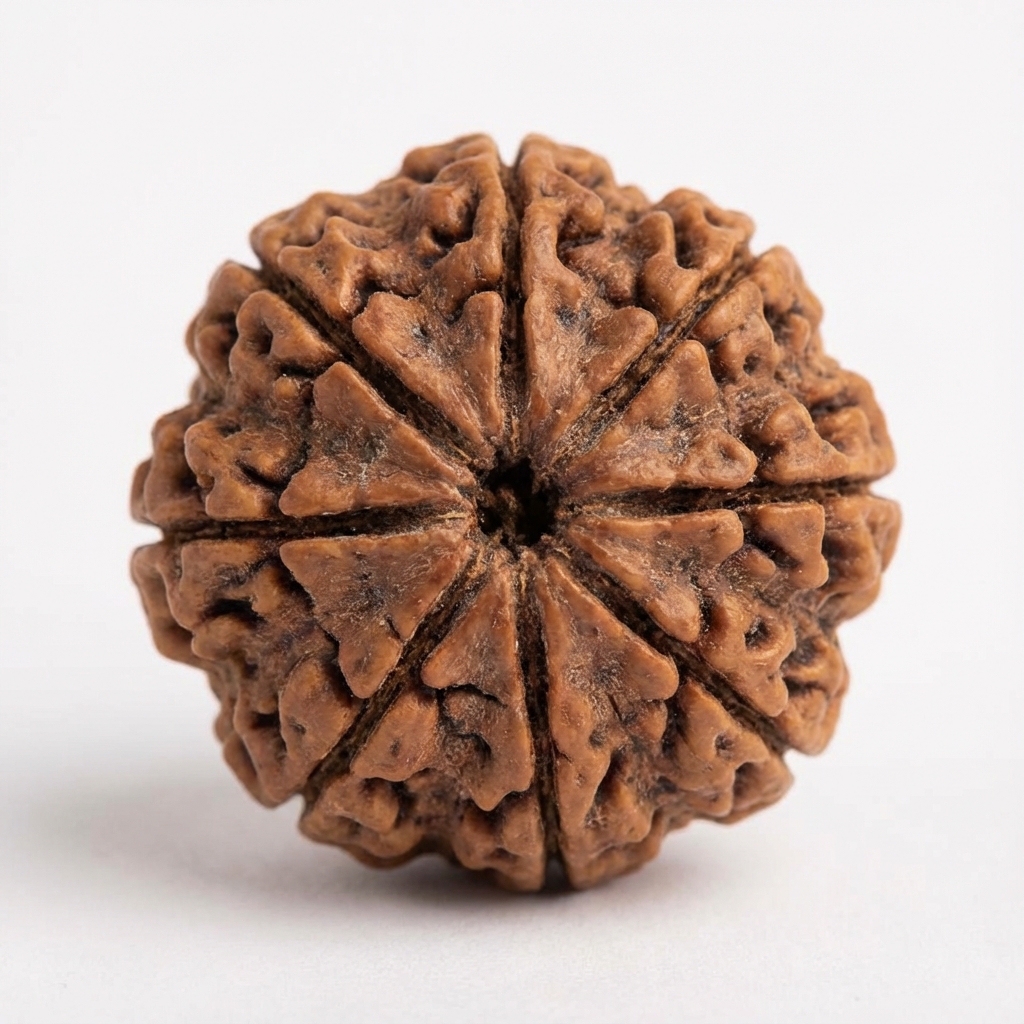 8 Mukhi Rudraksh