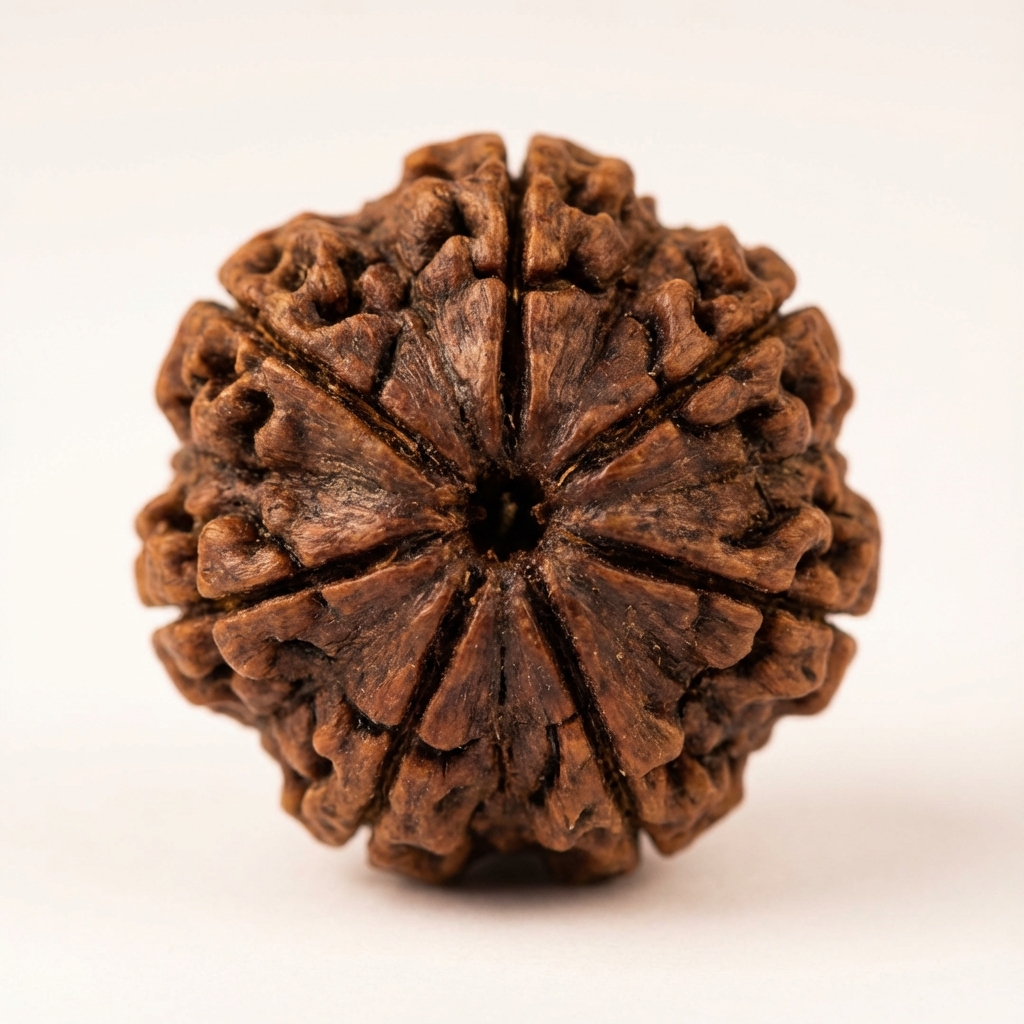 9 Mukhi Rudraksh